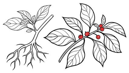 Poster - Illustration of two plant branches, one with roots and the other with red berries and leaves outline created with generated ai