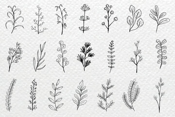 Poster - Hand-drawn botanical illustrations of various plants and leaves. Botanical sketches in black and white. Simple plant designs with delicate leaves and stems. Cute leaf illustrations, vector set.