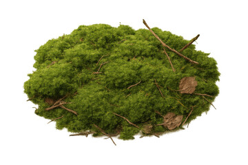 Poster - Verdant moss patch scattered with dry twigs and leaves, resting on transparent surface, showcasing natural woodland texture and intricate details