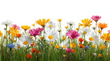 A vibrant meadow of colorful wildflowers isolated on transparent background