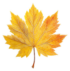 Wall Mural - Yellow frozen autumn maple leaf isolated on transparent background