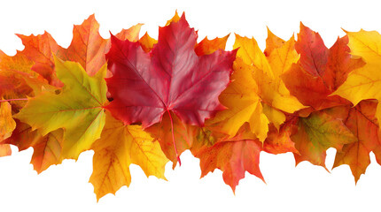 Wall Mural - Beautiful colorful autumn maple leaves arranged in horizontal border isolated on transparent background