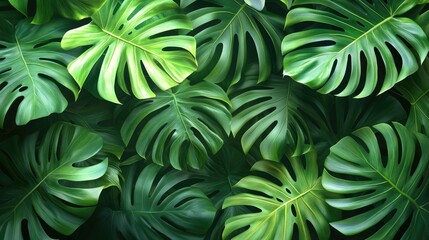 Wall Mural - Dense monstera foliage, bright green, covering the frame