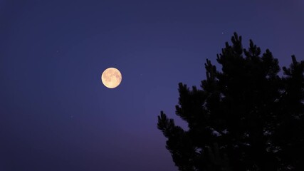 Wall Mural - full moon with stars, planets and tree silhouettes.