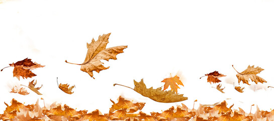 Wall Mural - wind autumn leaf leaves isolated autumn winter season background