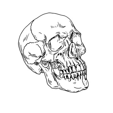 A dead man's skull with bony teeth, a black and white sketch. Vector illustration. Zombie head with eye sockets, isolated on a white background. for tattoo, print, invitation, greeting card