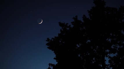 Wall Mural - crescent young moon with stars, planets and tree silhouettes.
