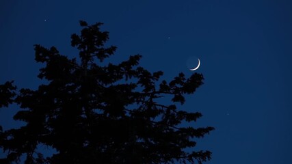 Wall Mural - crescent young moon with stars, planets and tree silhouettes.