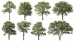 © Deny - Eight Isolated Trees: Diverse Foliage, White Background, Nature Elements.