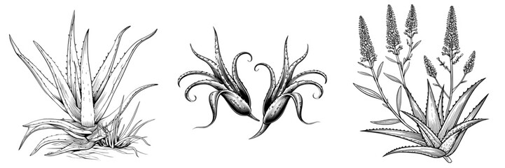 Poster - Black and white graphic art featuring a modern isolated illustration of aloe vera