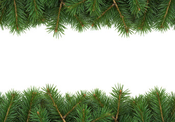Wall Mural - Christmas pine branches frame a transparent background, creating a festive border for holiday designs