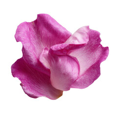 Poster - Isolated Pink Rose Petal on White Background for Elegant Floral Photography and Design Use