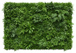 © Vooglo.com - A lush green wall composed of various plants and foliage, isolated on a transparent background