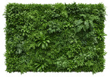 A lush green wall composed of various plants and foliage, isolated on a transparent background