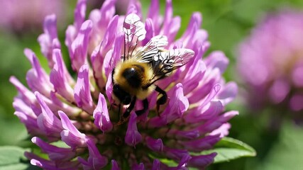 Wall Mural - Macro 4K footage of a bumblebee hard at work harvesting pollen from a sunlit clover field showing the essential labor of pollinators in a vibrant green summer meadow