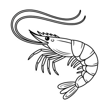 A black and white shrimp illustration vector style coloring page 