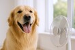 © Generative AI - Friendly Golden Retriever Dog Sitting Near Electric Fan Indoor Bright Sunlight.