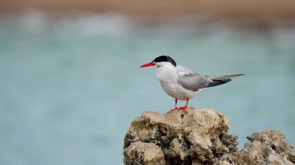 Wall Mural - Common tern (Sterna hirundo) standing on a rock, it preens its feathers.