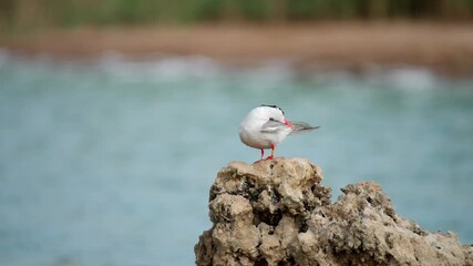 Wall Mural - Common tern (Sterna hirundo) standing on a rock, it preens its feathers.