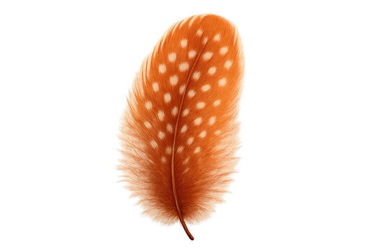 Vibrant orange feather with white spots, rendered digitally with precise detailing and delicate texture, floating against transparent backdrop