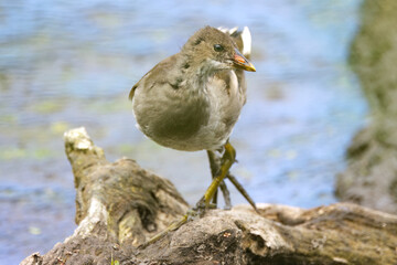 funny pose of a moorhen young, moorhen on tree stump in the lake, close-up of a not yet adult moorhen with big paw, big feet, blue background of the lake, Gallinula chloropus
