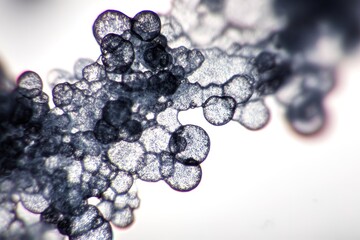 Poster - Detailed close-up of abstract microstructures showcasing unique textures and patterns