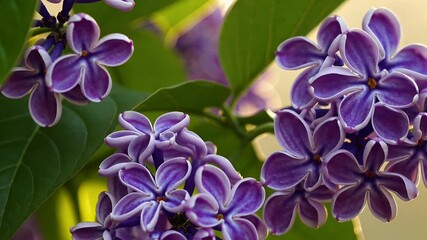 Wall Mural - A beautiful 4K macro view of blooming lilac flowers bathed in soft spring sunlight highlighting the vibrant purple hues and fresh green leaves in a calming seasonal atmosphere