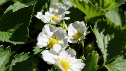 Wall Mural - A tender white petaled strawberry blossom with a vivid yellow core stands out among lush greenery captured in cinematic 4K detail to represent the early stage of fruit development during spring