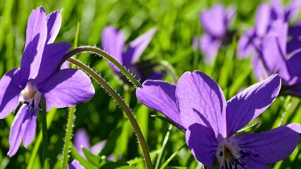 Wall Mural - A macro 4K view of lavender blossoms blooming across a sunlit meadow perfect for springtime themes this video showcases the delicate purple flowers dancing gently among lush green countryside grass