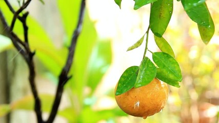 A ripe orange hangs from a tree branch with green leaves