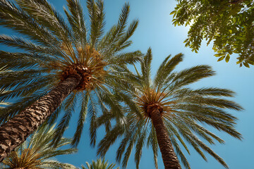 Wall Mural - tall palm trees under a clear blue sky on a sunny day.