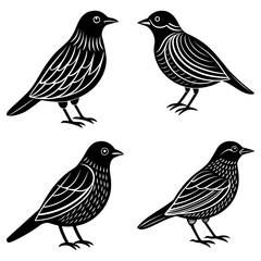 Poster - Four black birds with detailed feather patterns standing in various poses on a white background design element