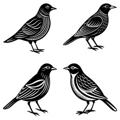 Fototapete - Four black birds with detailed feather patterns standing on their feet in different positions and angles