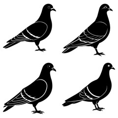 Poster - Four black and white silhouette illustrations of pigeons standing in various poses on a white background