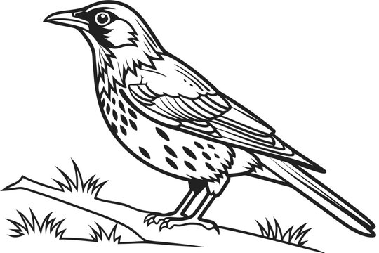 coloring page line art the thrush black vector