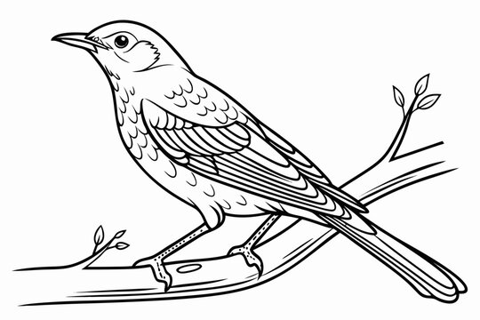 coloring page line art the thrush black vector