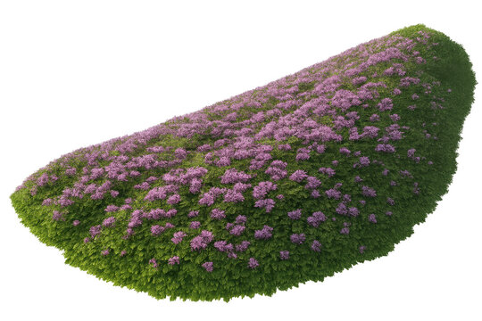 Blooming purple flowers covering a green hill on transparent background