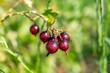 © LeonHansenPhoto - Organic Red Gooseberries in grades 2025