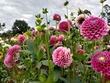 Low angle view of a beautiful field of pink and magenta dahlia flowers blooming under a cloudy sky. The intricate petals and vibrant colors stand out against the green leaves and stems of the garden.