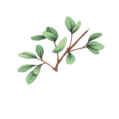 Poster - Illustration of a twig with light green leaves against a plain on transparent background