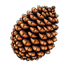Poster - Detailed illustration of a pine cone with intricate scales on transparent background