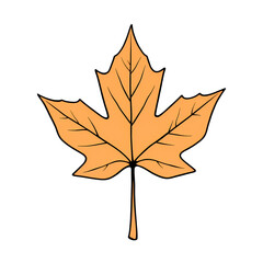 Poster - An illustration of a single orange maple leaf alone on transparent background
