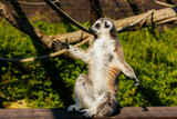 A ring-tailed lemur sits upright with arms extended, appearing relaxed or meditative in a sunny outdoor setting.
