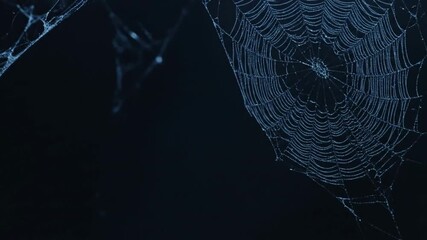 Dewcovered spiderwebs fill a dark backdrop