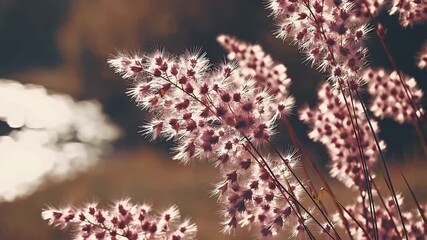 Wall Mural - tranquil 4k video capturing soft pink wildflowers gently bending in the breeze near a river's edge with dreamy vintage color tones ideal for peaceful autumn or spring landscape visuals