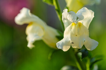 Wall Mural - Delicate and Beautiful White Snapdragons Are Blooming in the Spring Garden This Year