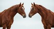 © gan - Symmetrical equine portrait, two brown horses facing each other against a neutral backdrop