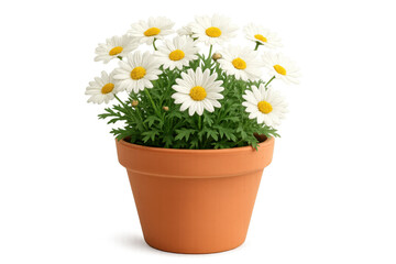 Poster - Beautiful white daisies blooming in a terracotta pot, isolated on a transparent background, perfect for spring and summer projects
