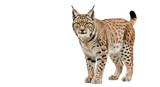 Eurasian lynx standing and looking forward isolated on transparent background