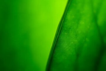 Aufkleber - Close up of a vibrant green leaf with a smooth texture and a blurred background showcasing natural shades
